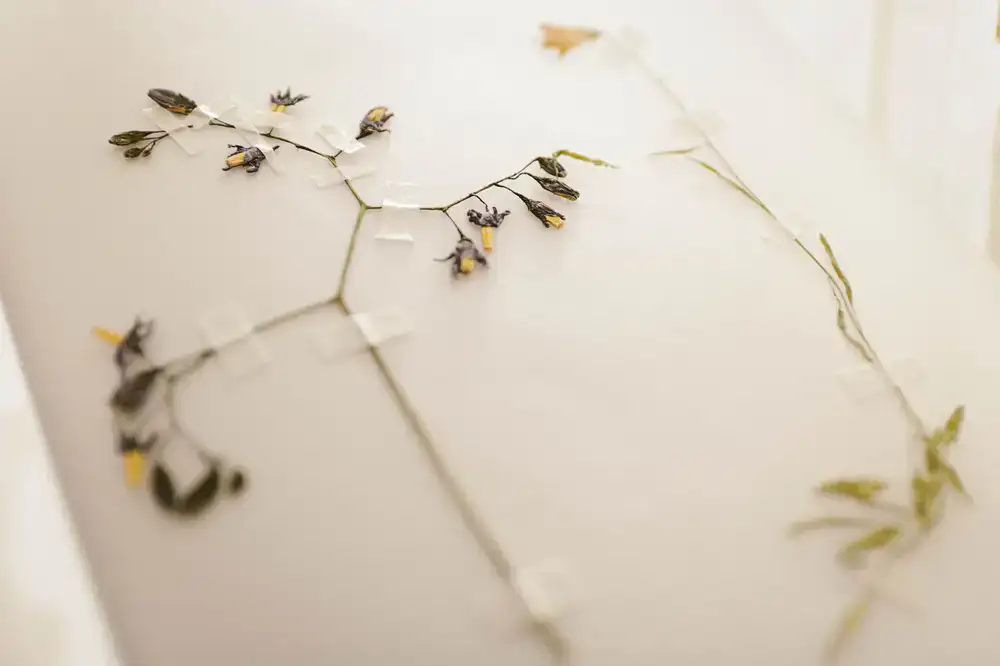 A pressed flower specimen next to an illustration