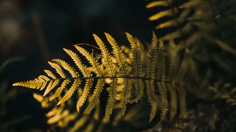 Detailed pencil illustration of woodland ferns