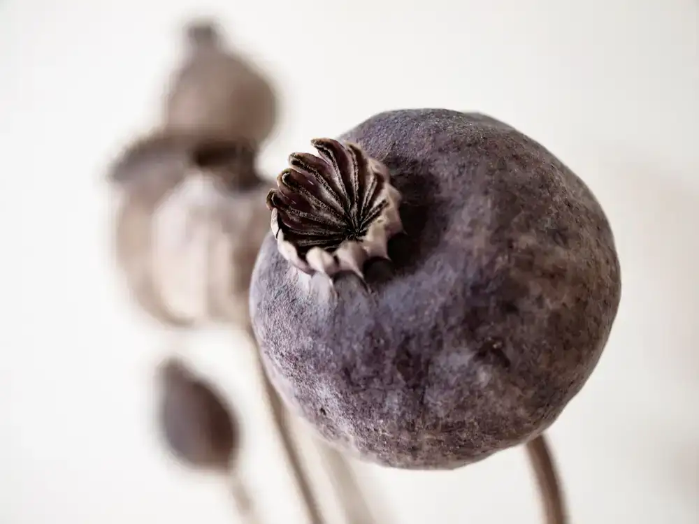 Close-up illustration of seeds and botanical pods