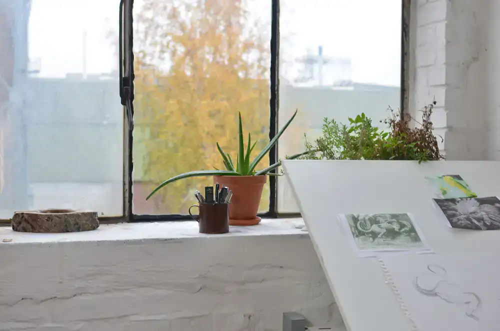 Botanical illustrations laid out on a studio desk with natural light