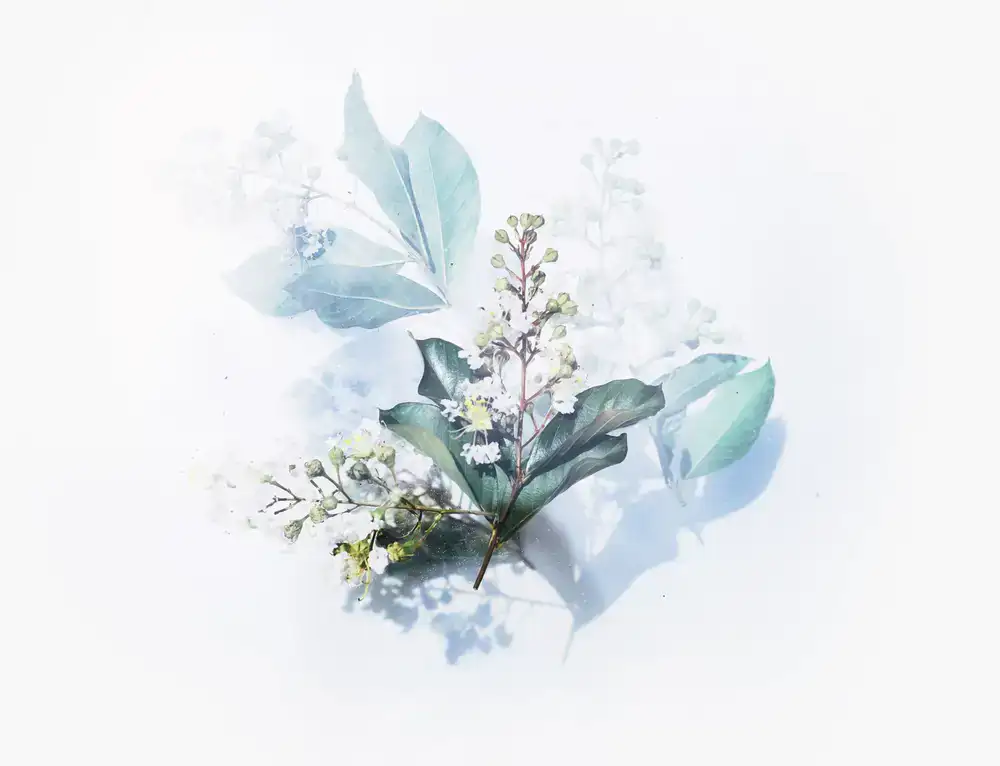 Eucalyptus stems illustration