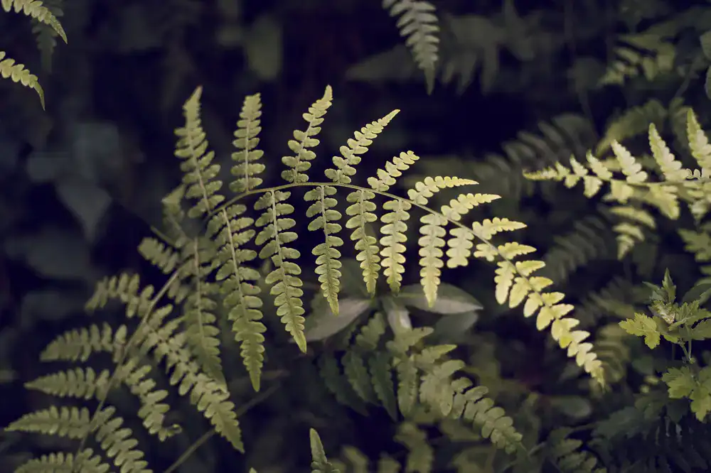 Fern frond study print
