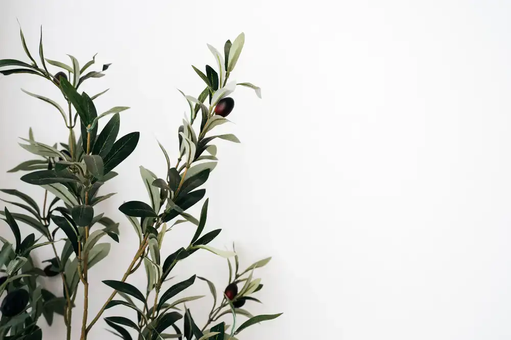 Olive branch minimal botanical print