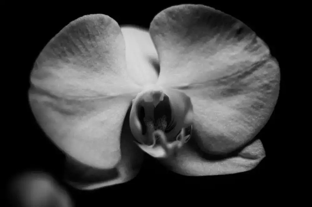 Detailed orchid botanical print