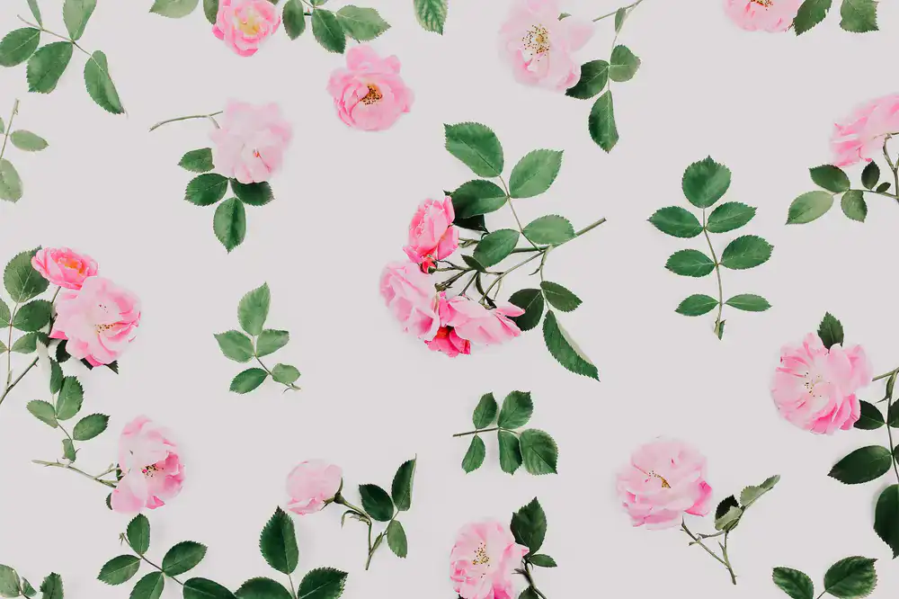 Wild rose illustration print