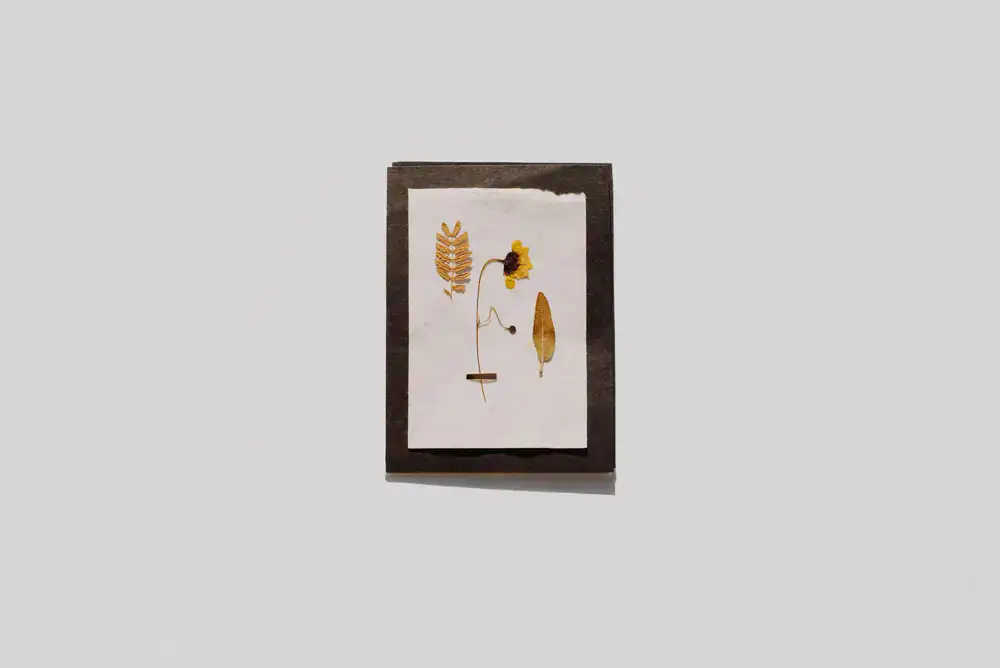 Collection of botanical prints displayed in a naturally lit studio setting