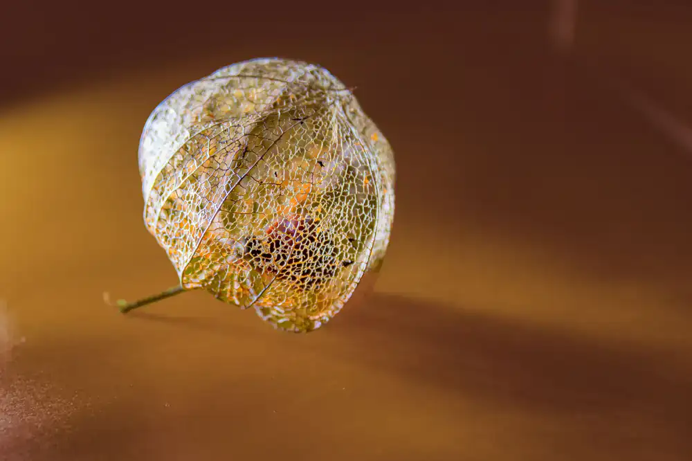 Intricate ink drawing of a seed pod
